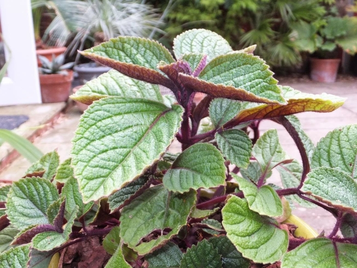 Плектрантус эртендаля