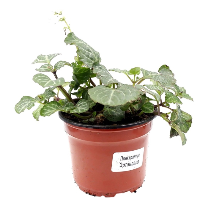 Плектрантус эртендаля