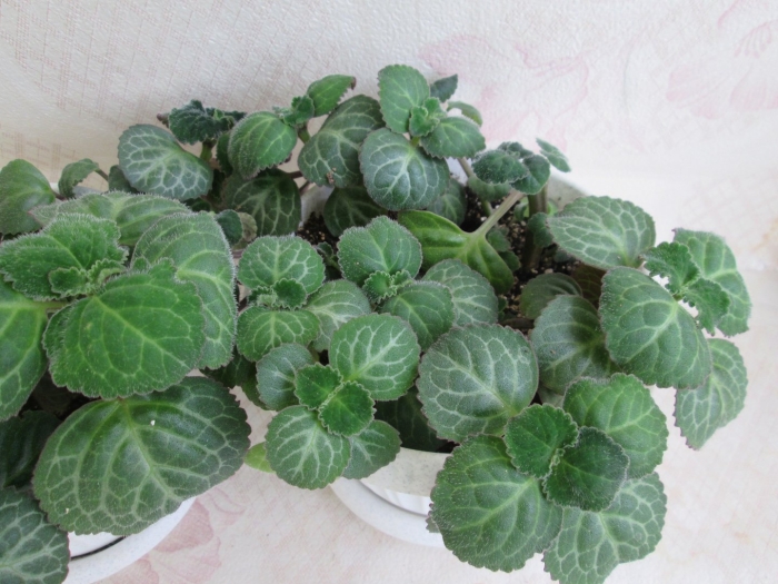 Плектрантус гибридный