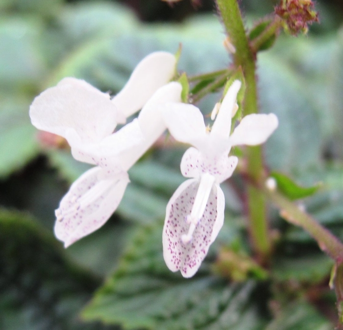 Plectranthus ciliatus