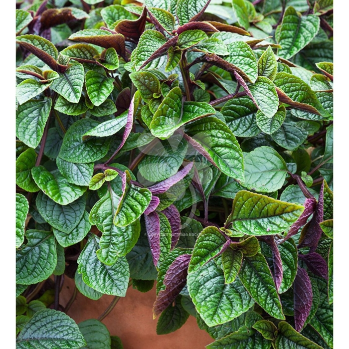 Плектрантус реснитчатый