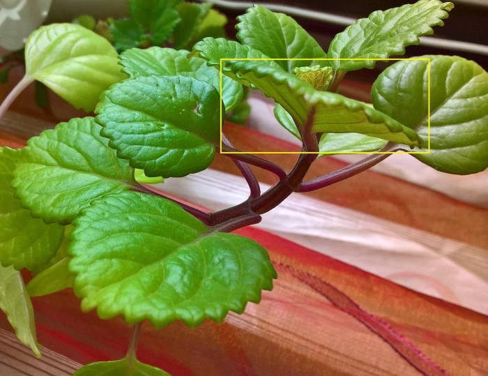 Плектрантус шпороцветник