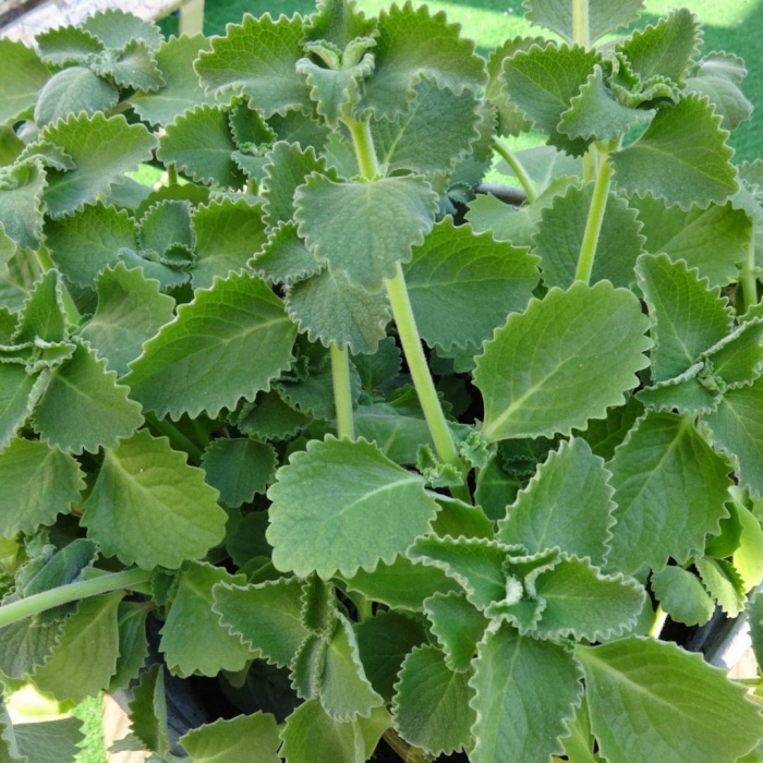 Плектрантус cuban oregano