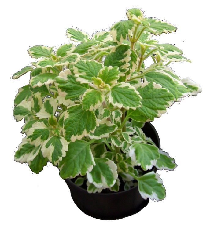 Плектрантус кубано орегано