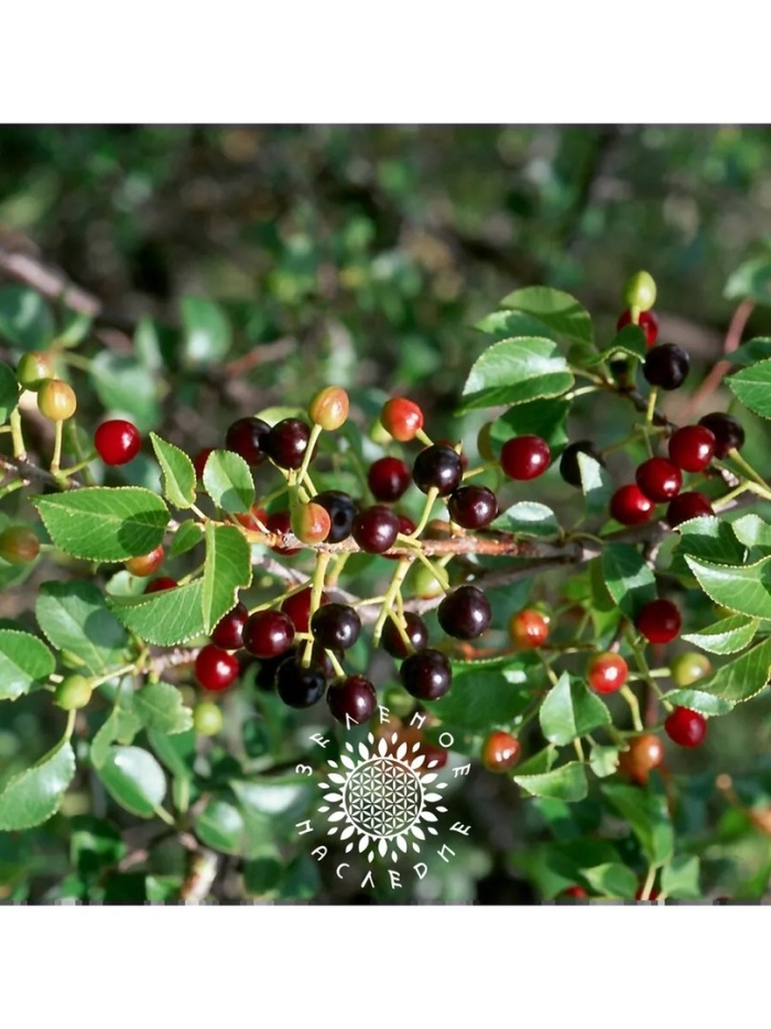 Вишня антипка магалебская