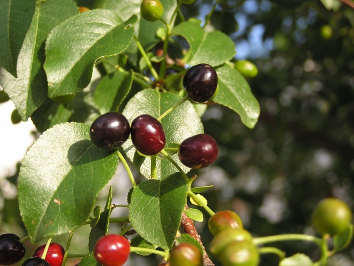 Черемуха антипка prunus mahaleb
