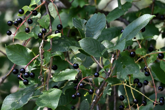 Черёмуха обыкновенная дерево