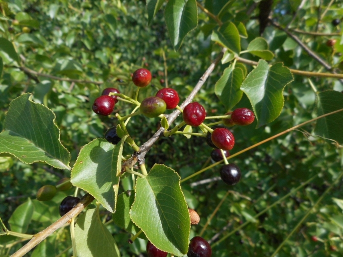 Черемуха антипка prunus mahaleb