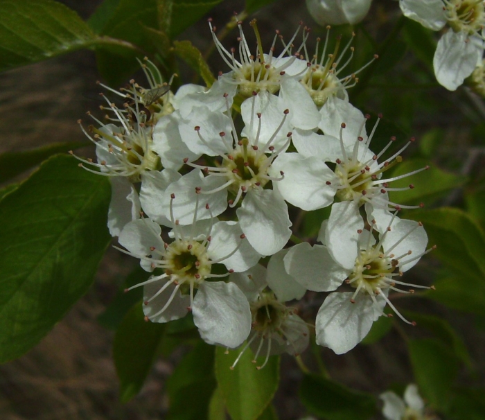 Pyrus calleryana
