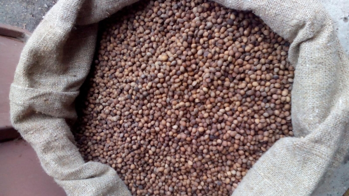 Семена вишни антипки