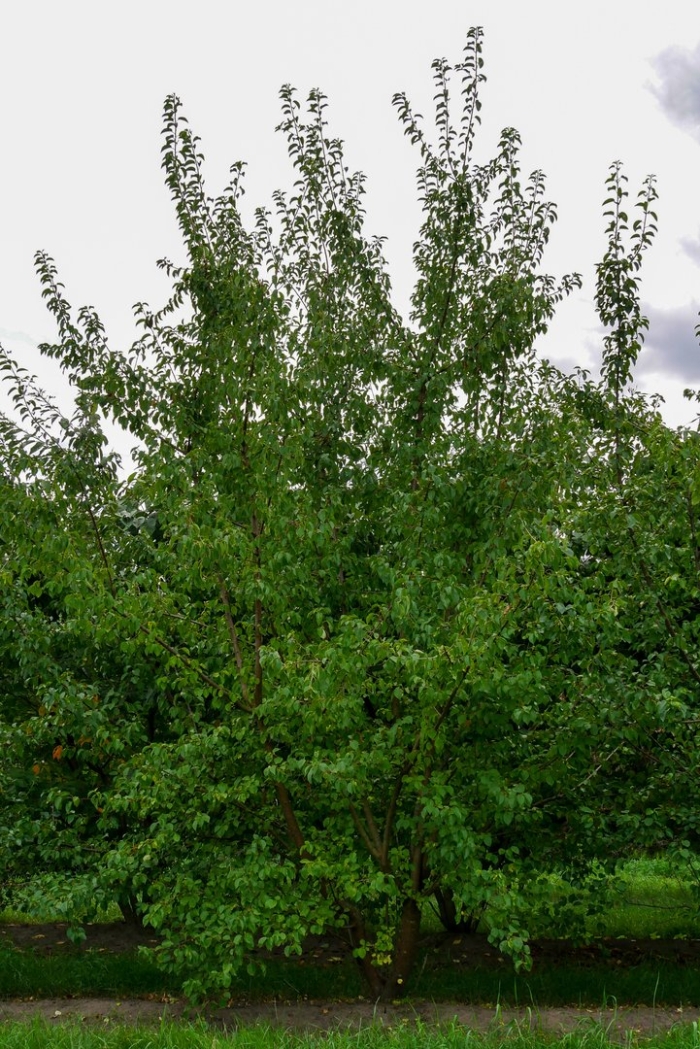 Слива дерево или кустарник