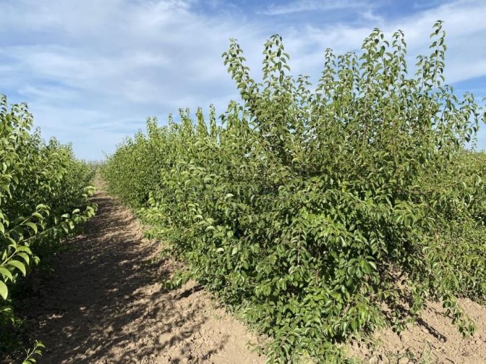 Вишня магалебская антипка