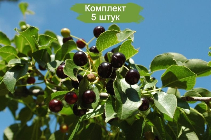 Вишня антипка (вишня магалебская) (prunus mahaleb)