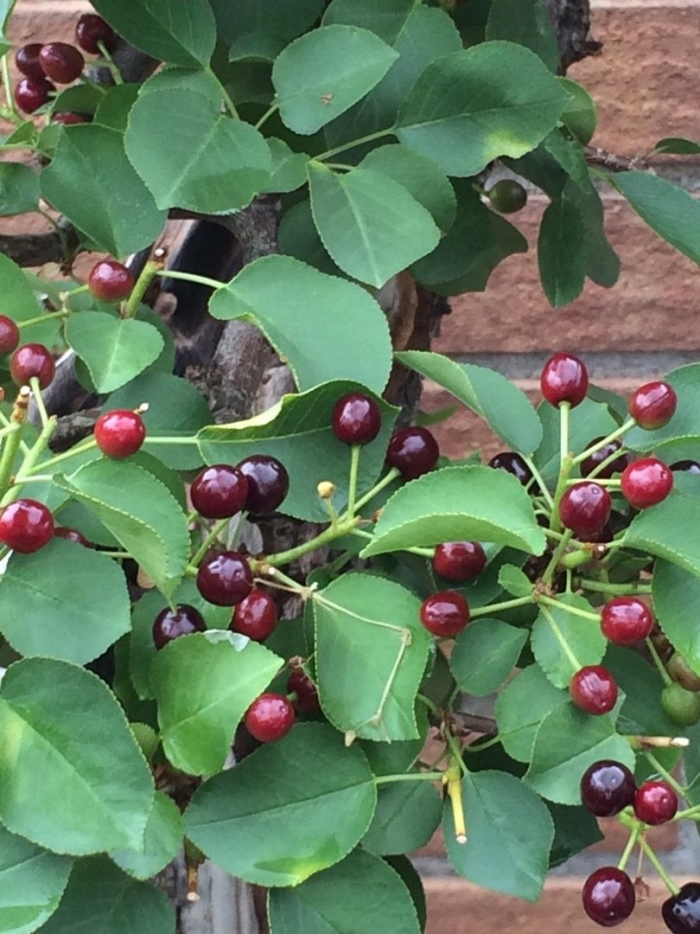 Вишня магалебская