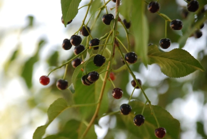 Вишня антипка prunus mahaleb