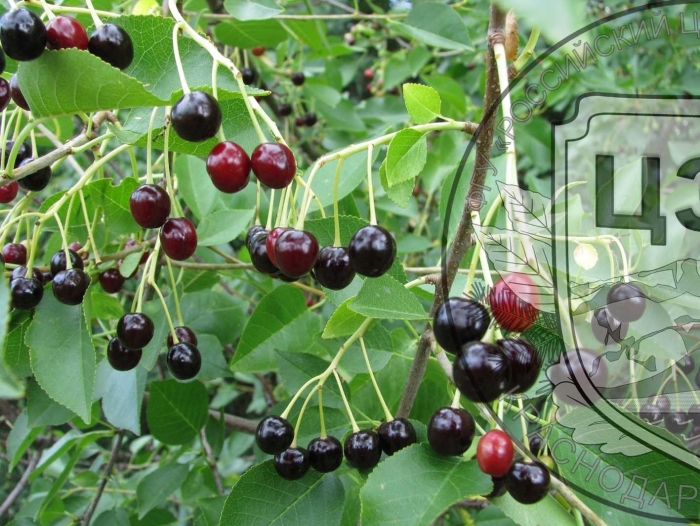 Вишня антипка (вишня магалебская) (prunus mahaleb)