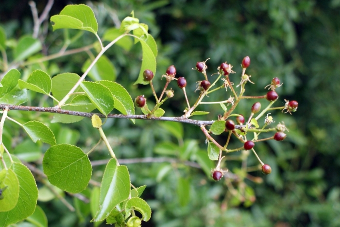 Черемуха антипка магалебка