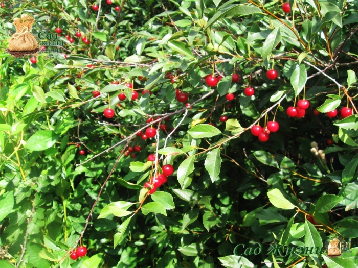 Вишня максимовская кустарниковая