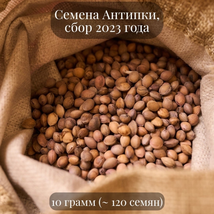 Редька масличная семена