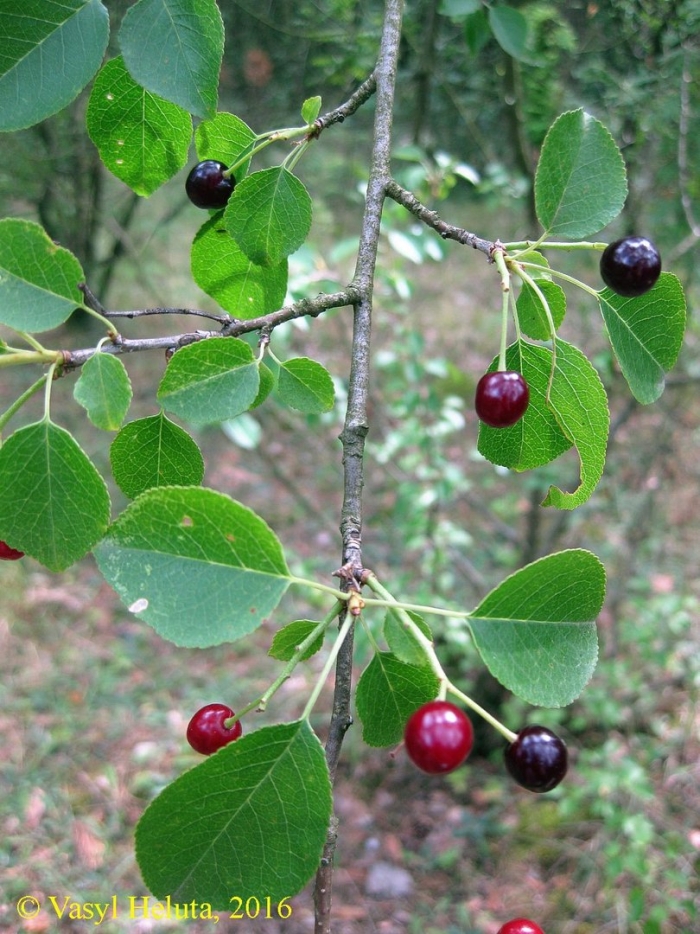 Вишня магалебская