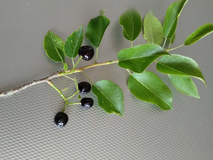 Черёмуха антипка