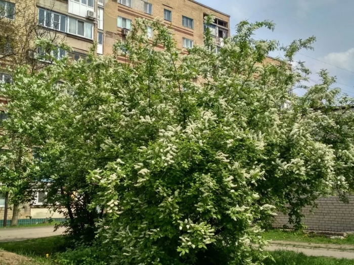 Черемуха обыкновенная