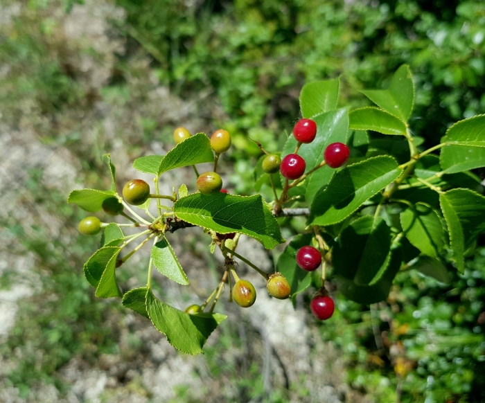 Вишня магалебская антипка
