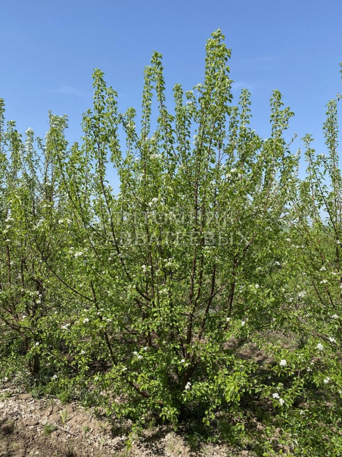 Груша уссурийская саженцы