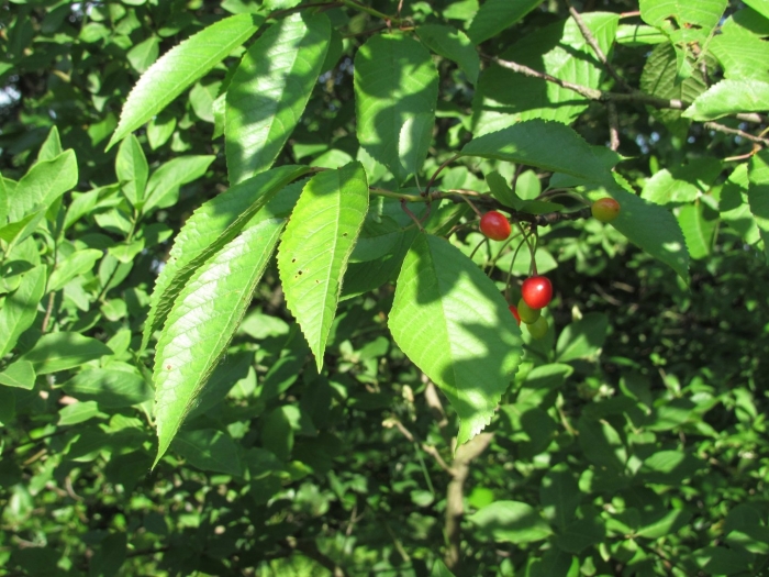 Вишня птичья – cerasus avium