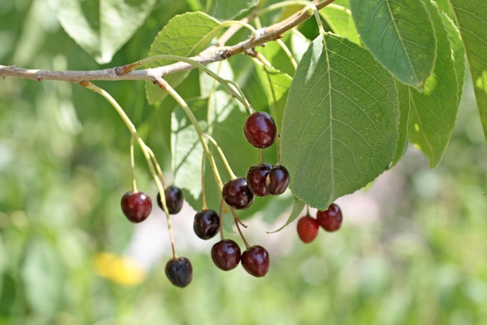 Церападус вишня черемуха