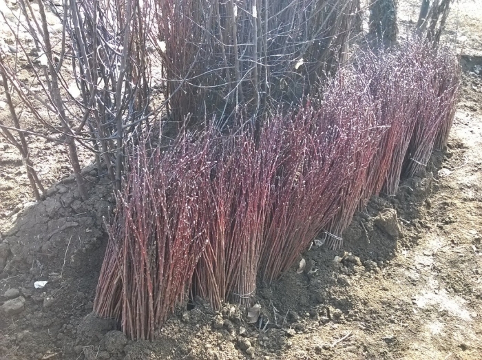 Антипка подвой