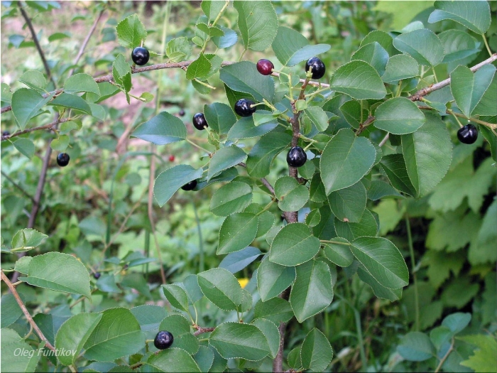 Вишня антипка магалебская