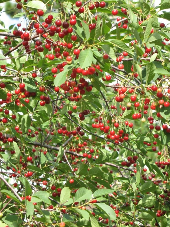 Подбельская вишня привитая