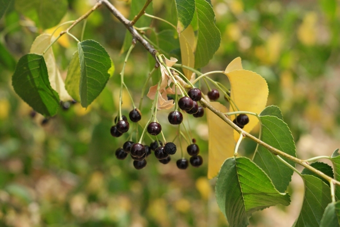 Черемуха антипка prunus mahaleb