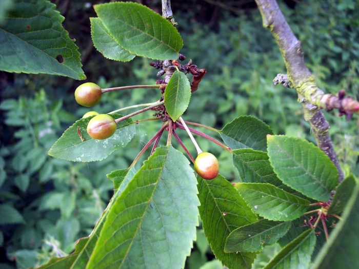 Завязь черешни