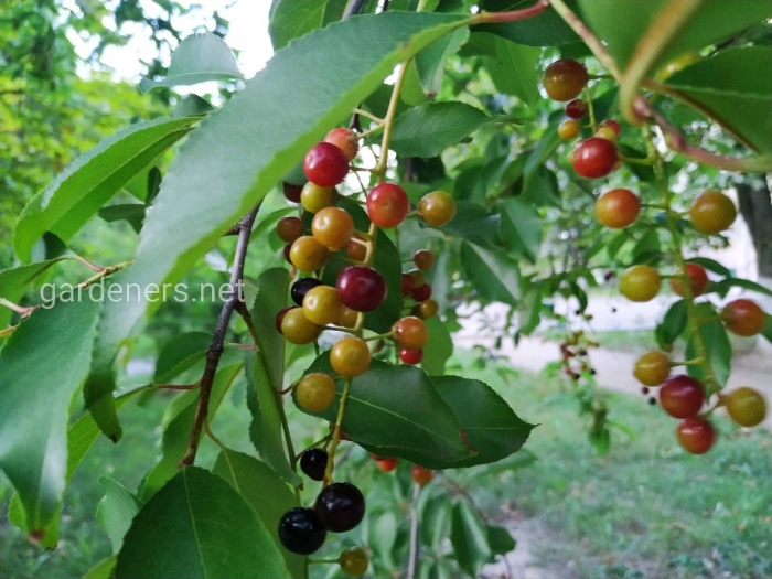 Церападус (вишня+черемуха