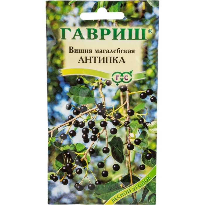 Гавриш вишня антипка