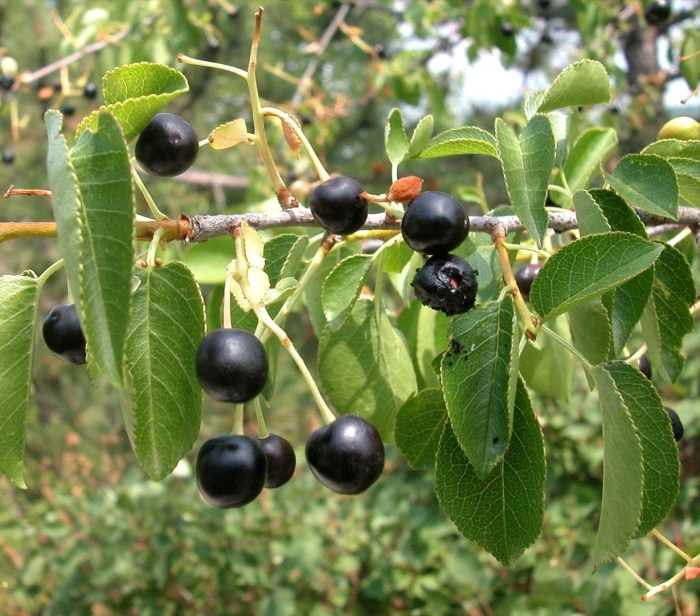 Черемуха антипка prunus mahaleb