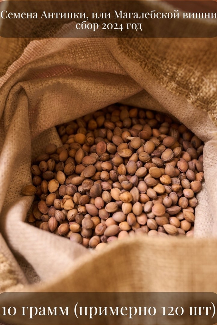 Кедровые орех