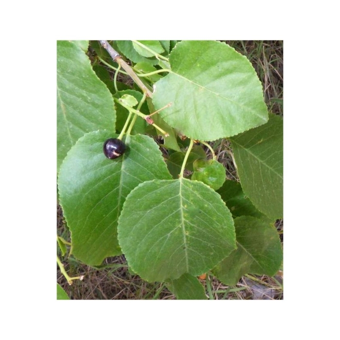 Черемуха антипка prunus mahaleb