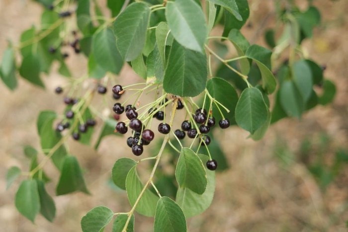 Черемуха padus mahaleb