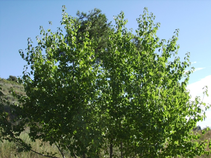 Осина обыкновенная populus tremula