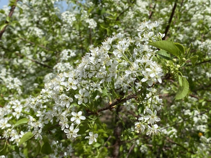 Вишня антипка