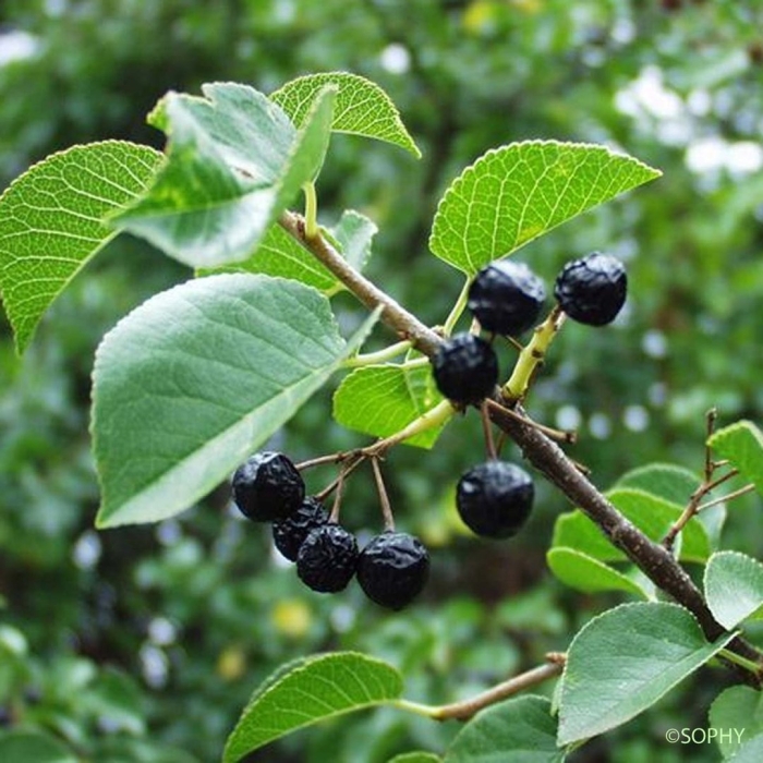 Aristotelia chilensis