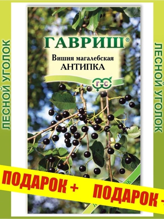 Черемуха антипка (магалебская)