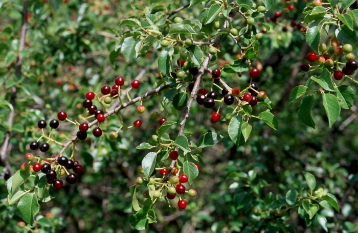 Черемуха антипка