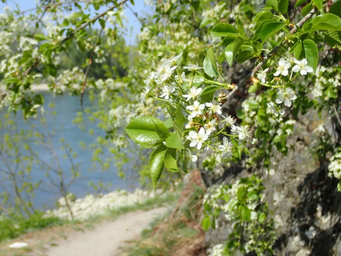 Черемуха обыкновенная цветение