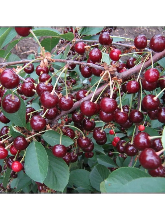 Вишня обыкновенная