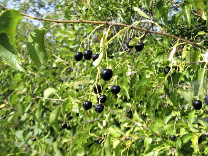 Вишня антипка (магалебка)