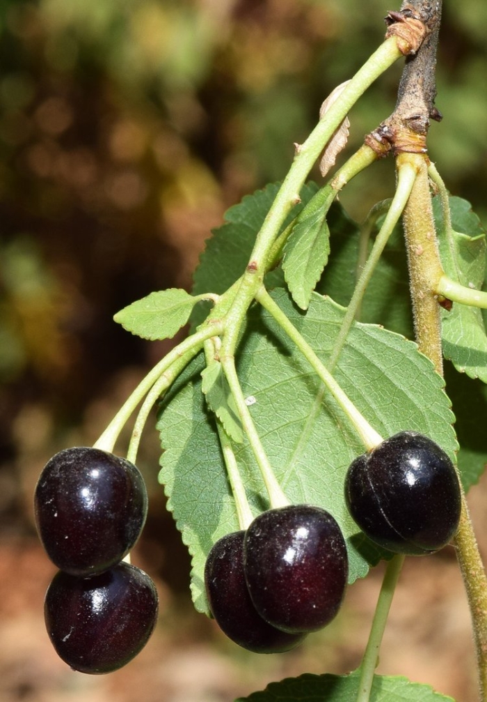 Сорт черешни ипуть